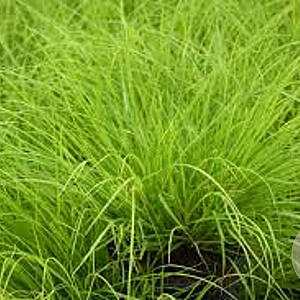 Pennisetum al. 'JS Jommenik' GM P9