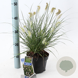 Pennisetum al. 'Little Bunny' 25-30 cm 2,0L