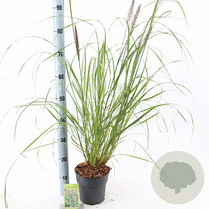 Pennisetum al. 'Redhead' 25-30 cm 2,0L