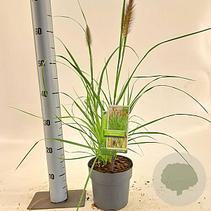 Pennisetum al. 'Redhead' 25-30 cm 2,0L