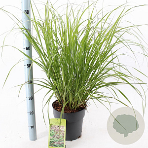 Pennisetum al. 'Redhead' 30-40 cm 6,5L