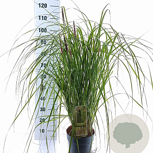Pennisetum al. 'Redhead' 30-40 cm 6,5L