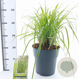 Pennisetum al. 'Redhead' 30-40 cm 6,5L