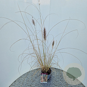 Pennisetum al. 'Redhead' 50-60 cm 2,5L