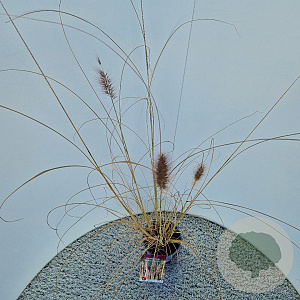Pennisetum al. 'Redhead' 50-60 cm 2,5L