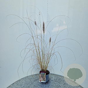 Pennisetum al. 'Redhead' 50-60 cm 2,5L