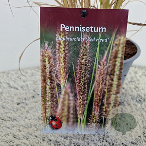 Pennisetum al. 'Redhead' 50-60 cm 2,5L