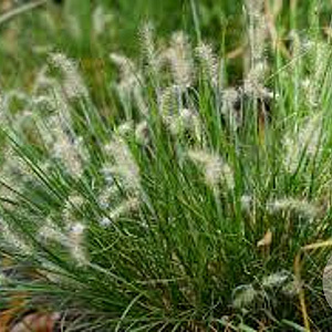 Pennisetum al. 'Tiny Twinkler' GM P9