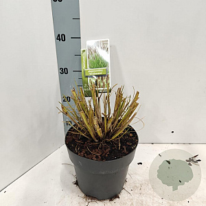 Pennisetum alopecuroides viridesc. 25-30 cm 2,0L