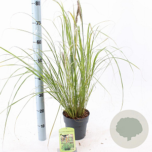 Pennisetum alopecuroides viridesc. 25-30 cm 2,0L