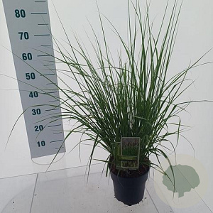 Pennisetum alopecuroides viridesc. 30-40 cm 3,0L