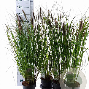 Pennisetum alopecuroides viridesc. 30-40 cm 3,0L
