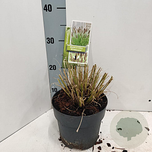 Pennisetum alopecuroides viridesc. 30-40 cm 3,0L