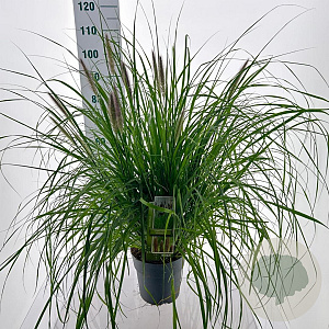 Pennisetum alopecuroides viridesc. 30-40 cm 6,5L