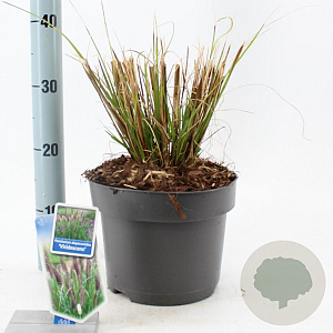 Pennisetum alopecuroides viridesc. 30-40 cm 6,5L