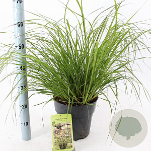 Pennisetum alopecuroides viridesc. 30-40 cm 6,5L