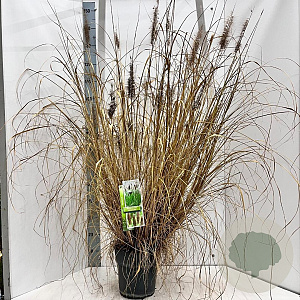 Pennisetum alopecuroides viridesc. 30-40 cm 6,5L