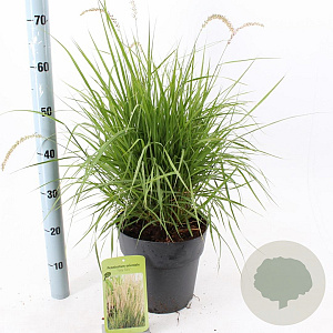 Pennisetum or. 'Fairy Tails' 30-40 cm 6,5L