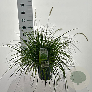 Pennisetum or. 'Fairy Tails' 30-40 cm 6,5L