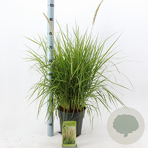 Pennisetum or. 'Fairy Tails' 30-40 cm 6,5L