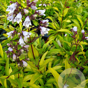 Penstemon digit. 'Goldfinger' GM P9