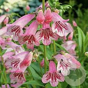 Penstemon 'Hidcote Pink' GM P9