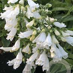 Penstemon hirsutus 'Pygmaeus Albus' GM P9