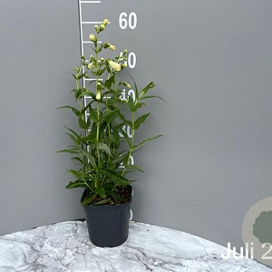 Penstemon 'White Bedder' GM 2,0L