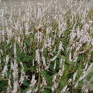Persicaria a. 'Alba' GM P9