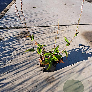 Persicaria a. 'Alba' GM P9