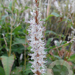Persicaria a. 'Alba' GM P9