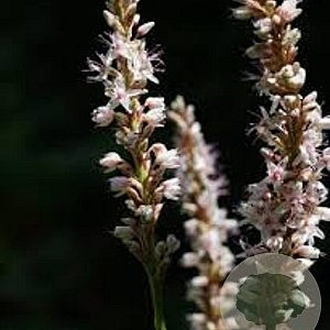 Persicaria a. 'Fat White' GM P9