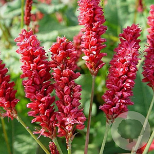 Persicaria a. 'JS Delgado Macho' GM P9