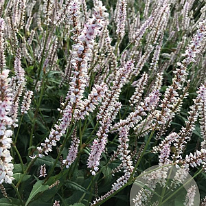 Persicaria a. 'JS Misty Morning' GM P9