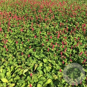 Persicaria a. 'Lisan' GM P9