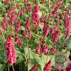 Persicaria a. 'Lisan' GM P9