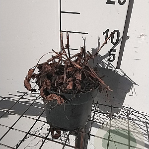 Persicaria a. 'Speciosa' GM 2,0L