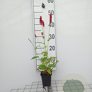 Persicaria a. 'Speciosa' GM P9