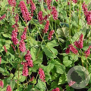 Persicaria a. 'Taurus' GM P9