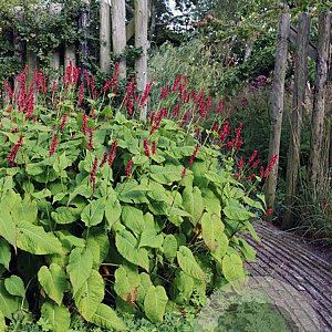 Persicaria a. 'Taurus' GM P9
