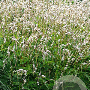 Persicaria a. 'White Eastfield' GM P9