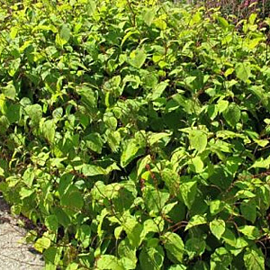 Persicaria fil. 'Painter's Palette' GM P9