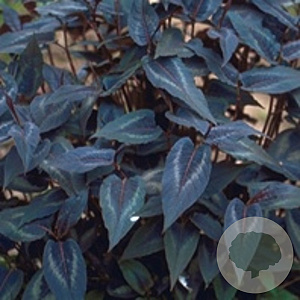 Persicaria micr. 'Red Dragon' GM P9