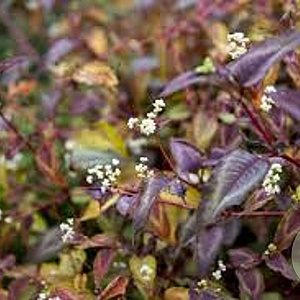 Persicaria micr. 'Silver Dragon' GM P9