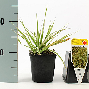 Phalaris arund. 'Picta' GM P9