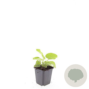 Phlomis russeliana GM P9