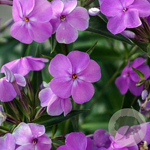 Phlox 'Forever Pink' GM P9