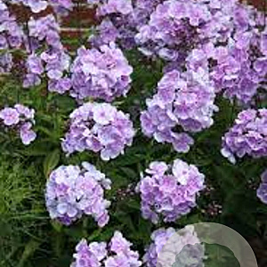 Phlox (P) 'Franz Schubert' GM P9