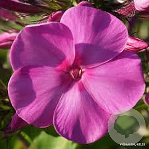 Phlox 'Minnehaha' GM P9