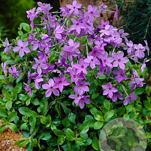 Phlox stolon. 'Purpurea' GM P9